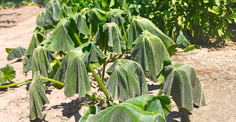 This Sudden Wilting On Your Pennsylvania Pumpkin Vines Means Trouble