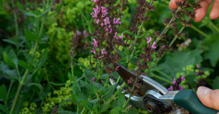 This Summer Pruning Trick Can Double Your Salvia Blooms In New Mexico