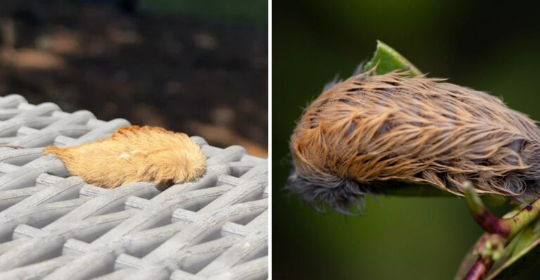 This Texas Caterpillar Looks Harmless Until Its Sting Steals The Show
