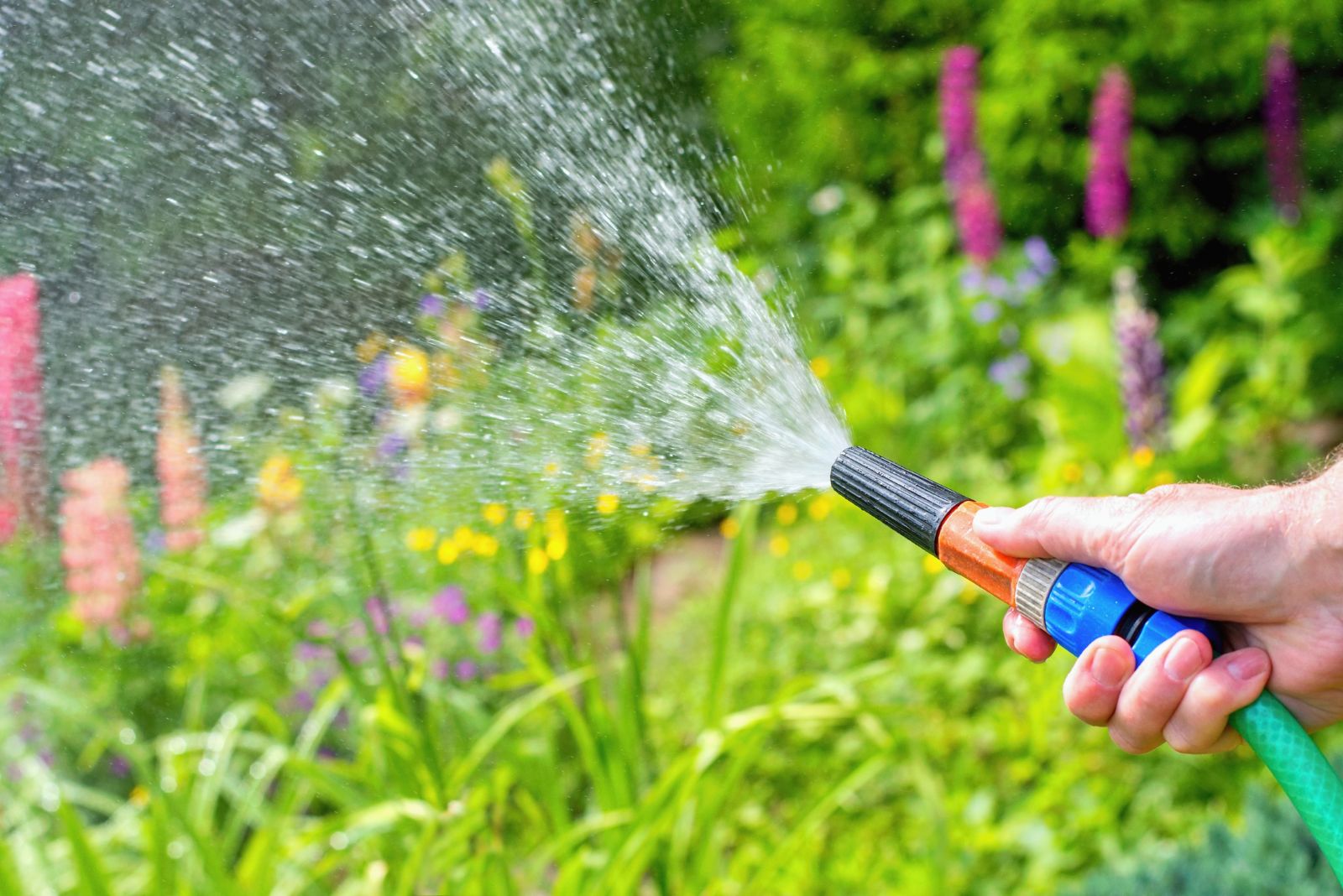 watering garden