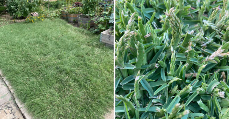 This Texas Native Grass Is The Best Thing You Can Plant Around A Backyard Play Area For Fire Ant Control