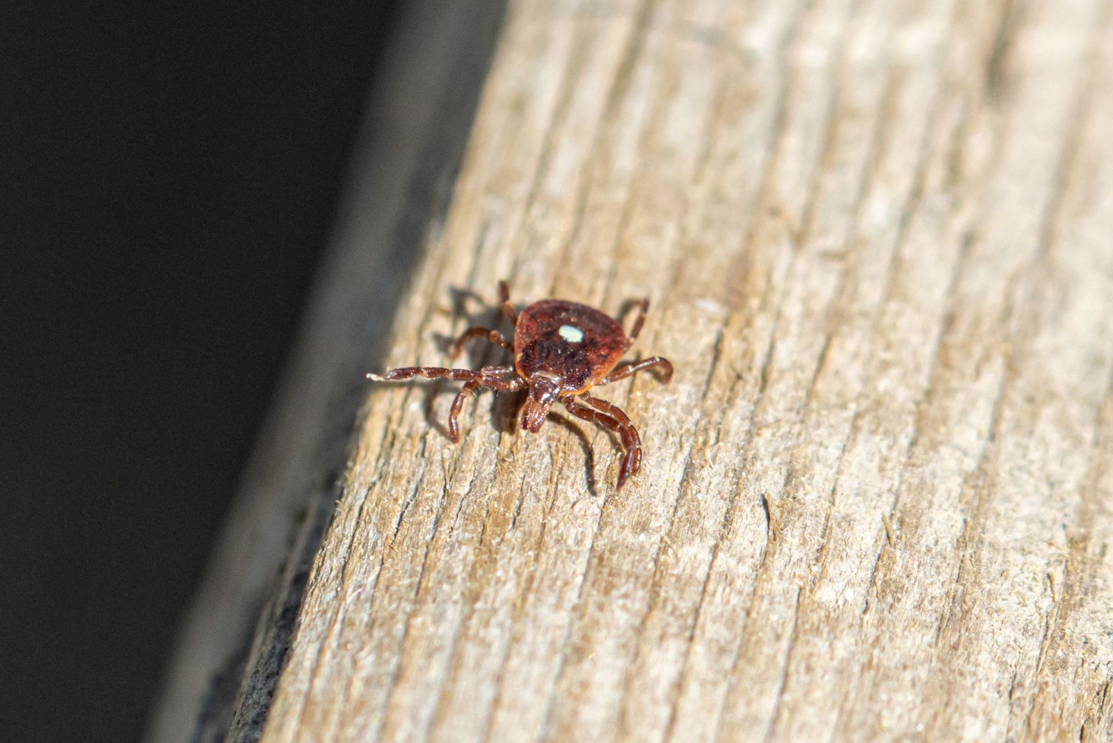 lone star tick