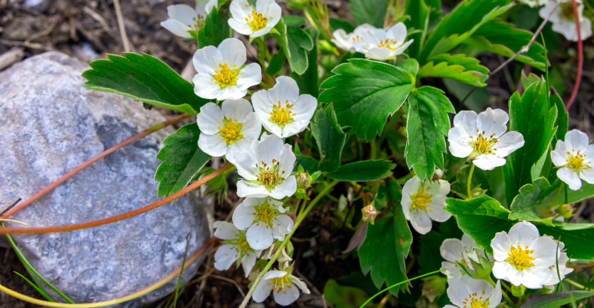 wild strawberry