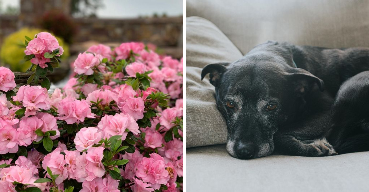 azalea and sick dog