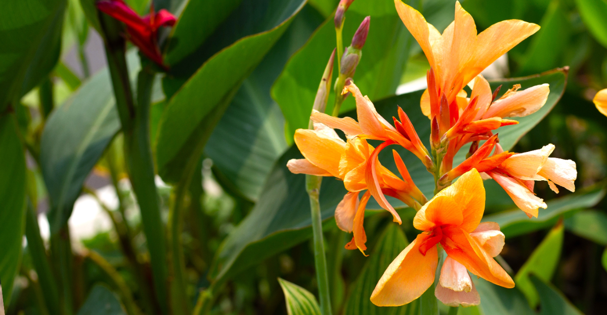 plant (featured image)