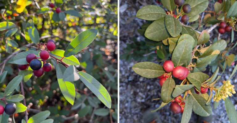 This Underrated California Shrub Deserves A Spot In Every Low-Water Yard