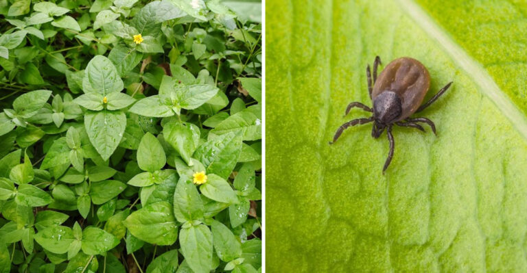 horseherb and tick