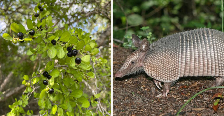 This Underrated Texas Shrub Makes Yards Less Inviting To Armadillos And Rats