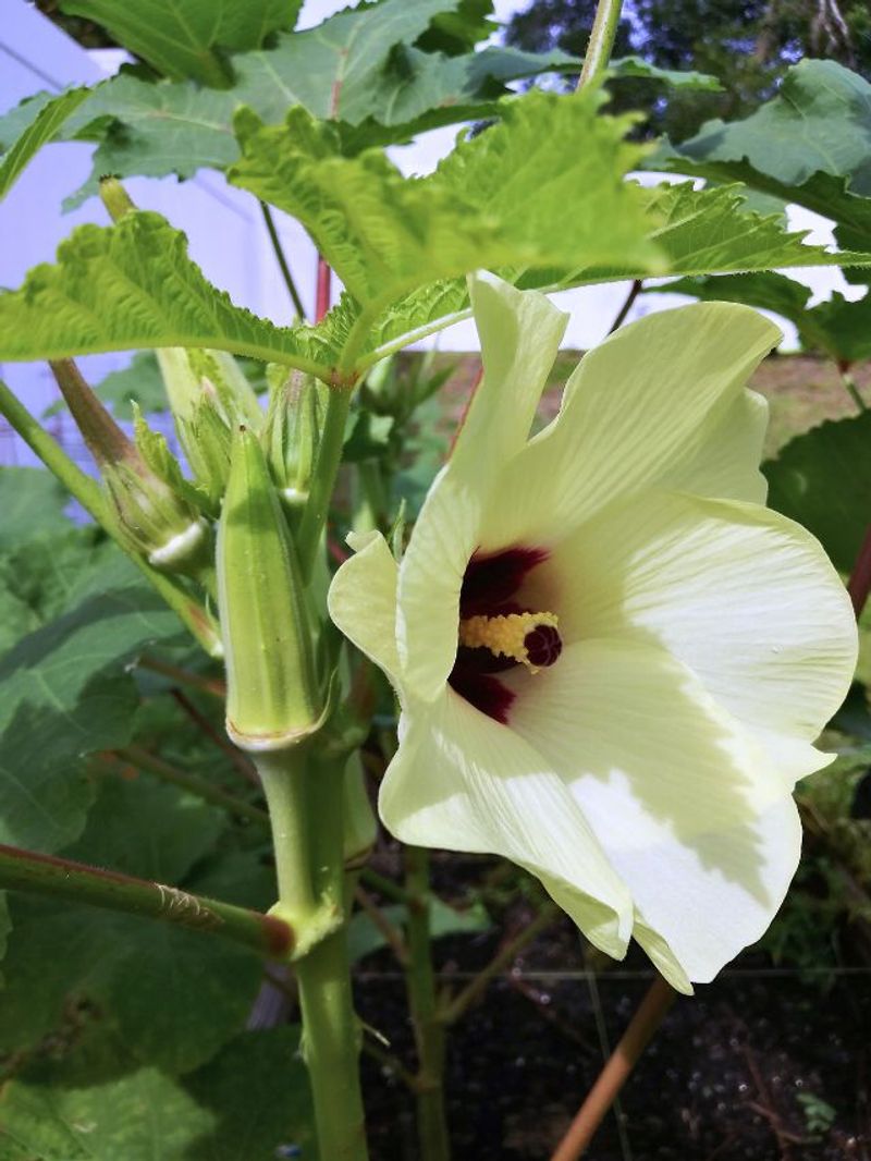This Underrated Texas Vegetable Makes Summer Harvests Less Frustrating
