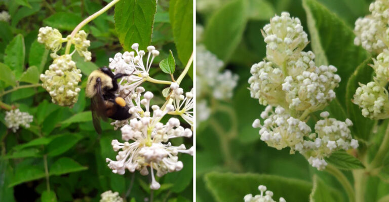 This Underused Native Shrub Is A Smarter Boxwood Alternative For Michigan Landscapes