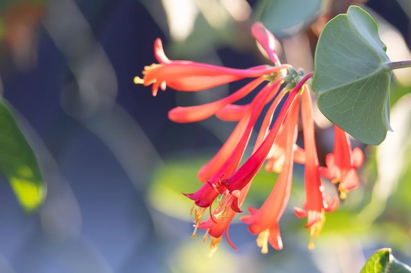 This Vine Feeds Wildlife All Season