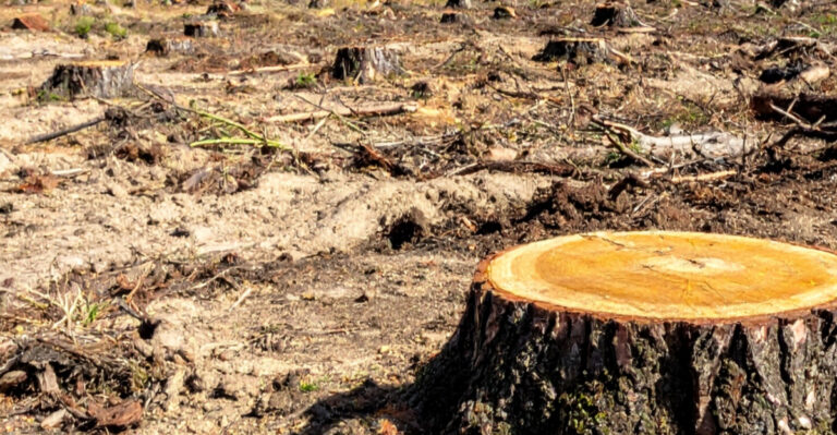 This Year’s Tree Loss In New Hampshire Raises Concerns Among Foresters, And Here’s Why