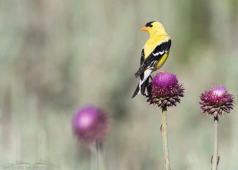 Thistles May Be Nearby