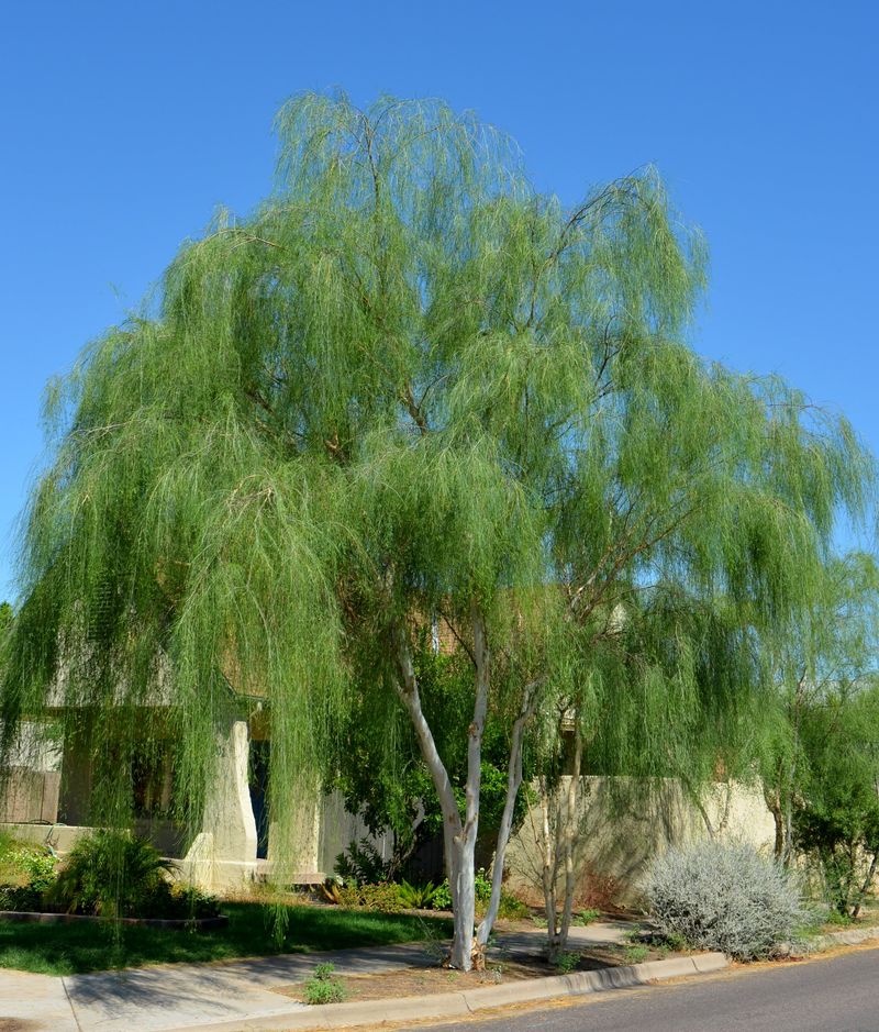 Thornless Branches For More Usable Spaces Thornless Branches For More Usable Spaces