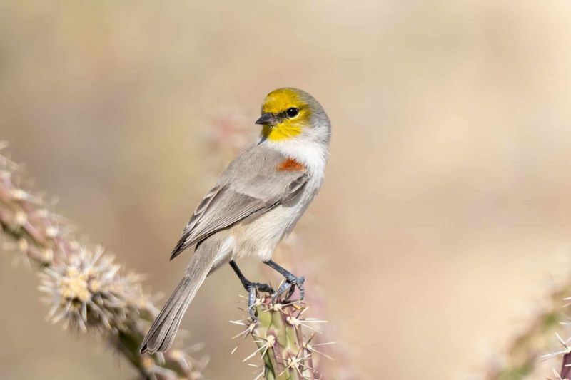 Thorny Branches Help Protect Nesting Sites