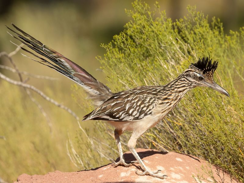 Thorny Vegetation Creates Safer Nesting Sites