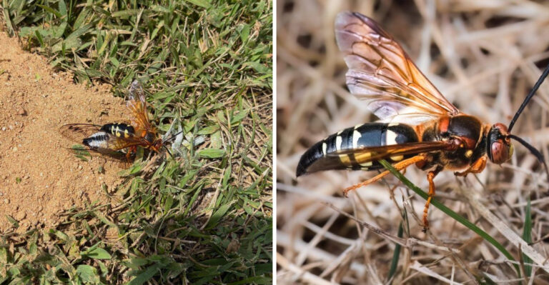 cicada wasp