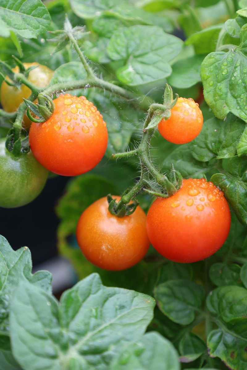 Those Side Shoots Are Where The Fruit Actually Forms