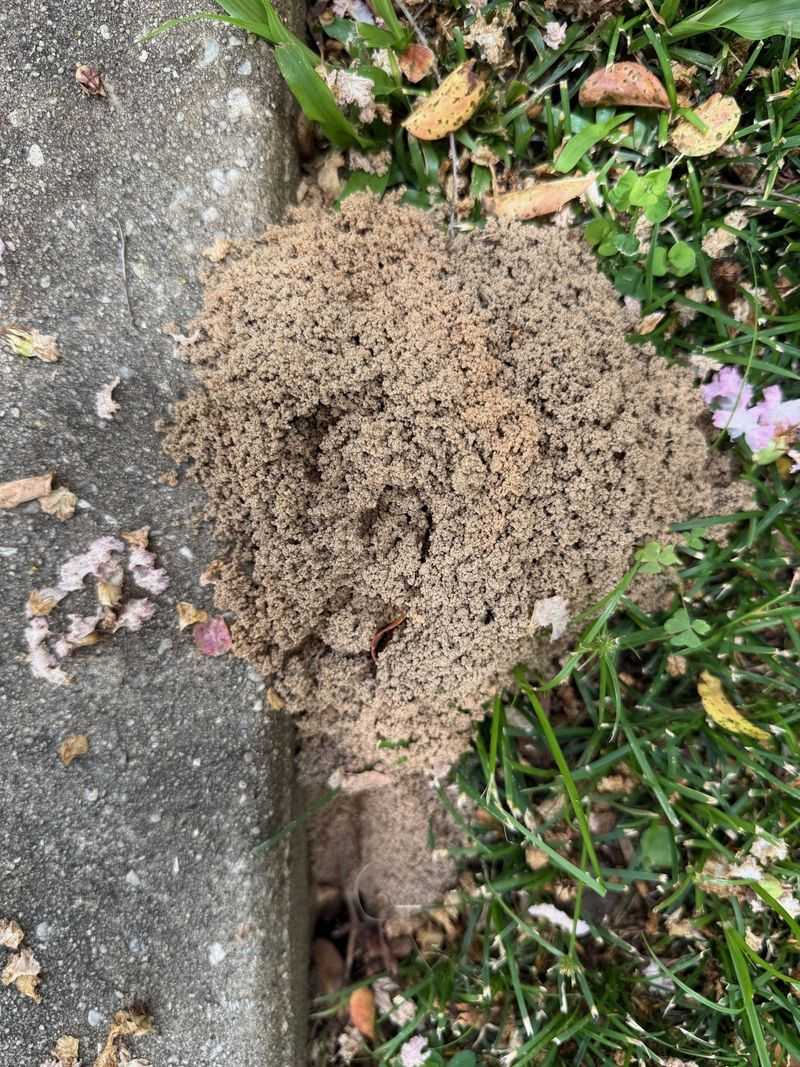 Those Yard Holes Are Individual Nests