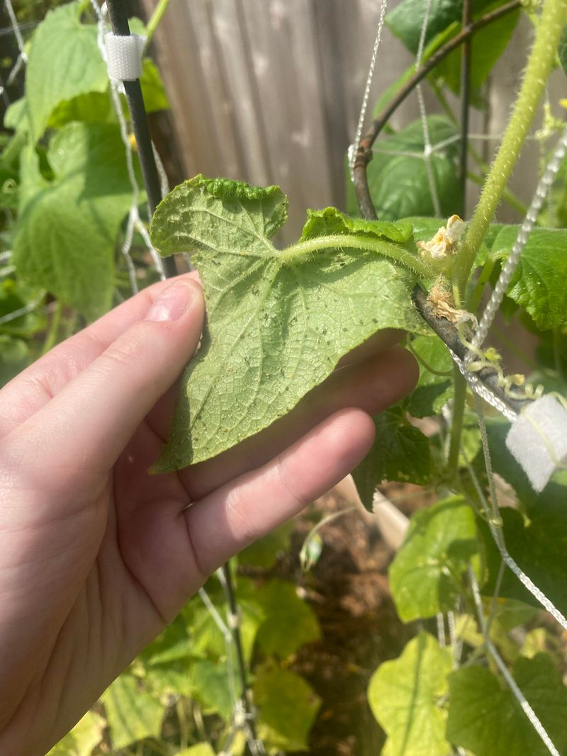 Thrips Damaging Tender New Growth