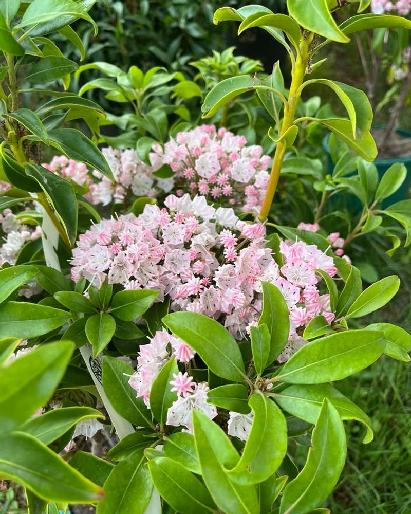 Thriving In Soil That Defeats Other Shrubs Thriving In Soil That Defeats Other Shrubs