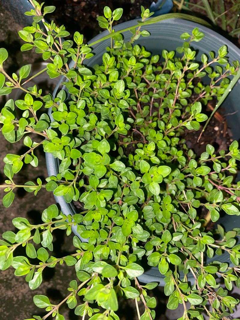 Thyme Thyme