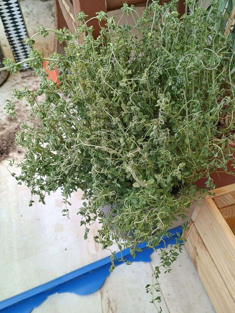 Thyme Can Rot Under Heavy Grounds Thyme Can Rot Under Heavy Grounds