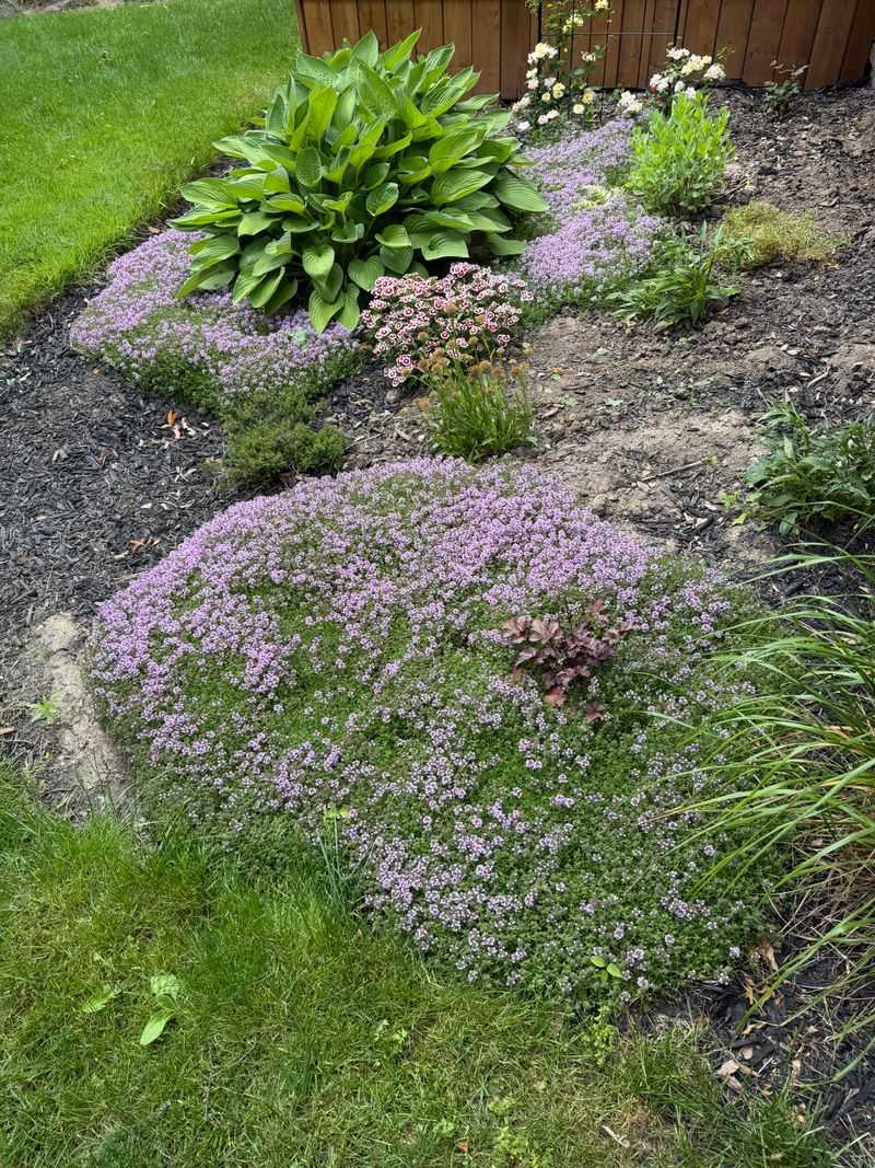 Thyme Softens Cracks And Path Edges