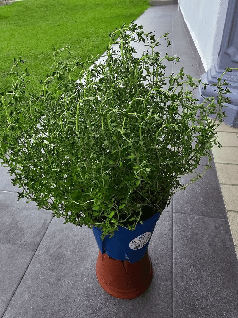 Thyme Stays Fuller With A Light Trim