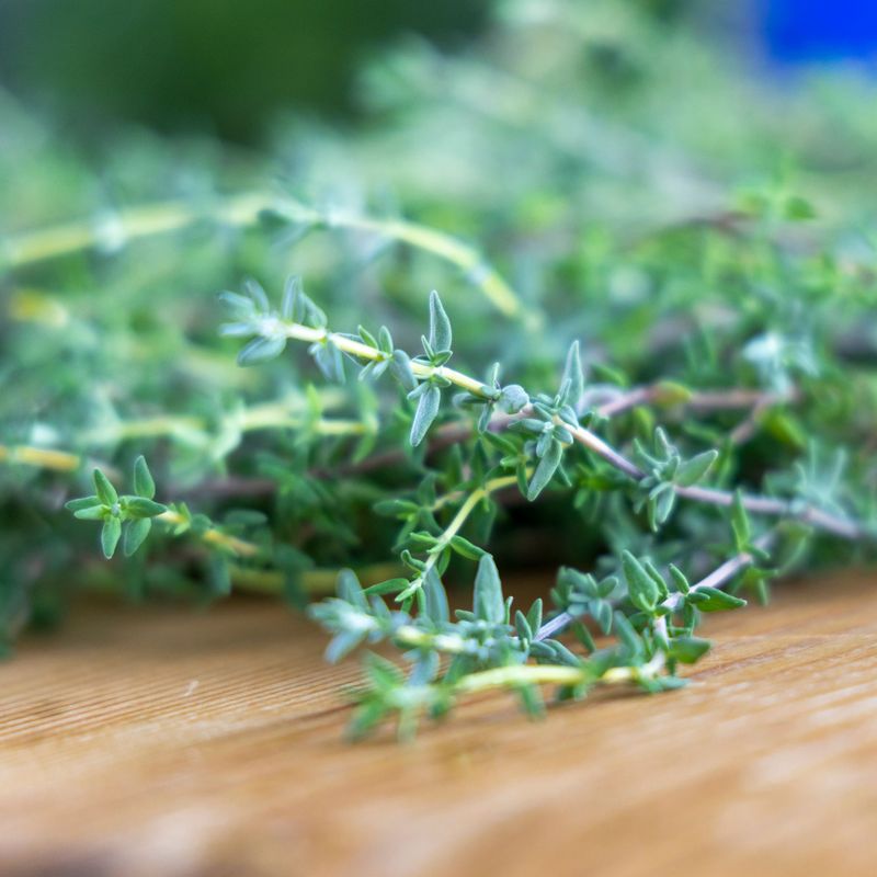 Thyme Thyme