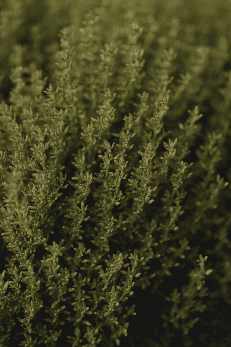 Thyme