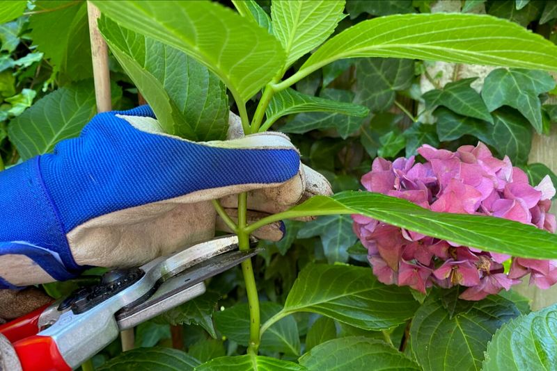 Tidy Panicle Hydrangea But Save Big Cuts For Dormancy Tidy Panicle Hydrangea But Save Big Cuts For Dormancy