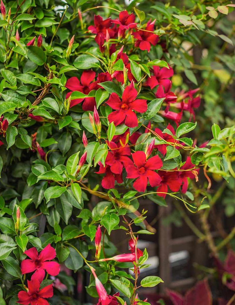 Tie Vines Gently As They Climb