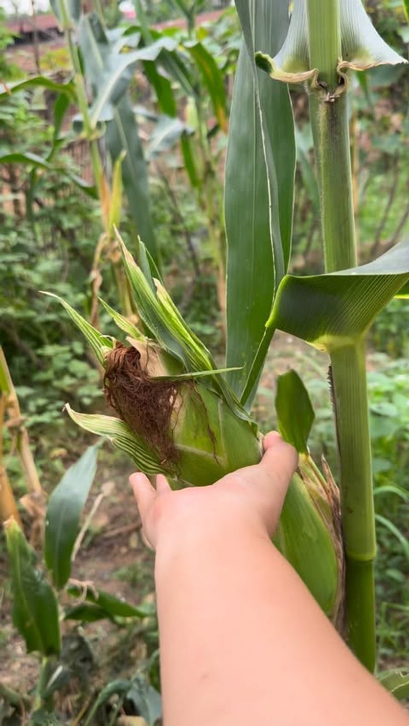 Tight Husks Give Ears More Protection