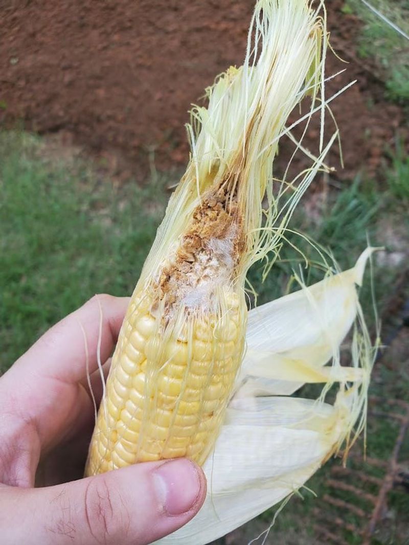 Time Ear Tip Treatment Carefully