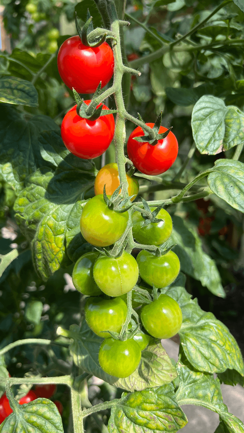 Time Tomato Transplants By Region Time Tomato Transplants By Region