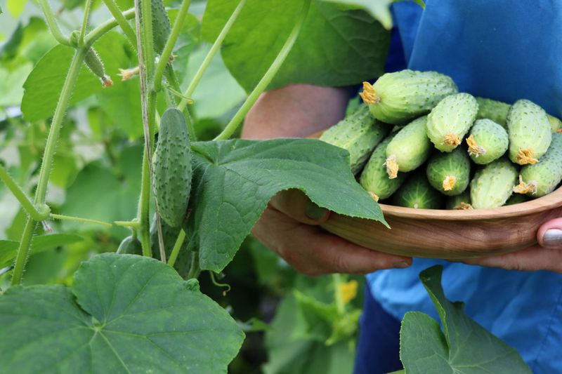 Timely Harvests Before Flavor Declines Timely Harvests Before Flavor Declines