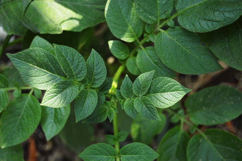 Timing Planting To Soil Temp Boosts Yields Timing Planting To Soil Temp Boosts Yields