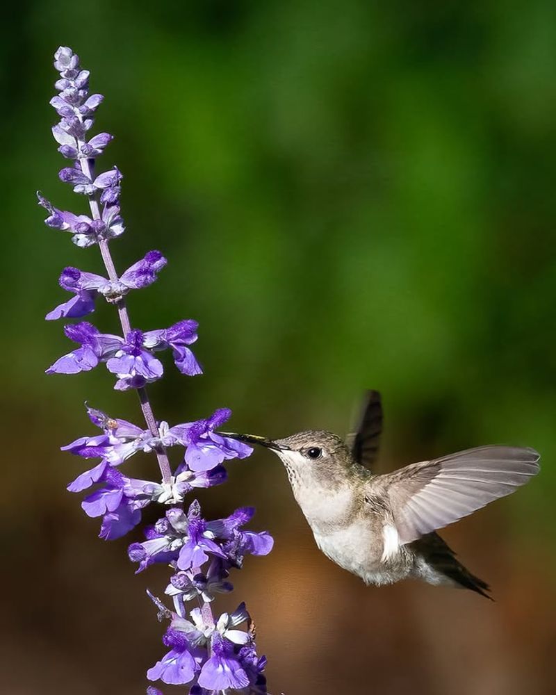 Timing Tells You Which Species You're Likely Seeing