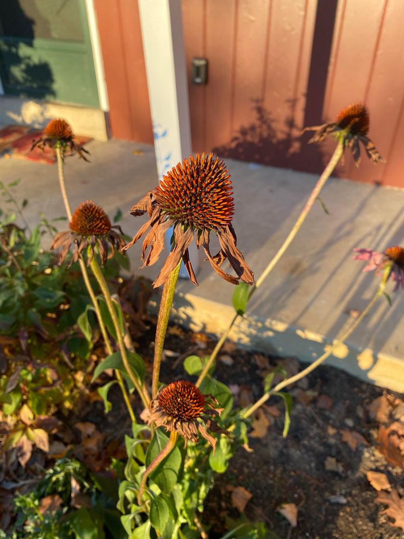 Timing Your August Garden Cleanup Correctly Timing Your August Garden Cleanup Correctly