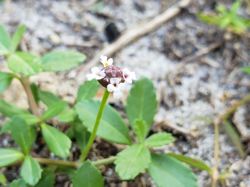 Tiny Blooms Bring Pollinators Along