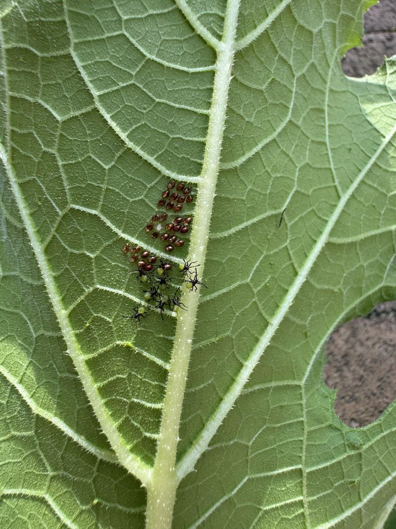 Tiny Eggs Need A Close Look Tiny Eggs Need A Close Look
