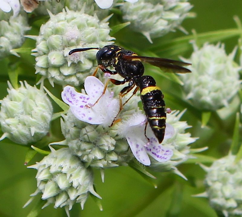 Tiny Flowers Bring Helpful Wasps Close Tiny Flowers Bring Helpful Wasps Close