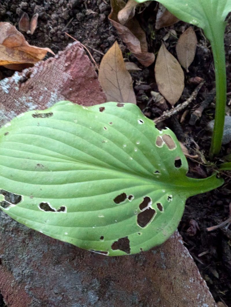 Tiny Holes And Shredded Leaves Can Come From Hail Tiny Holes And Shredded Leaves Can Come From Hail