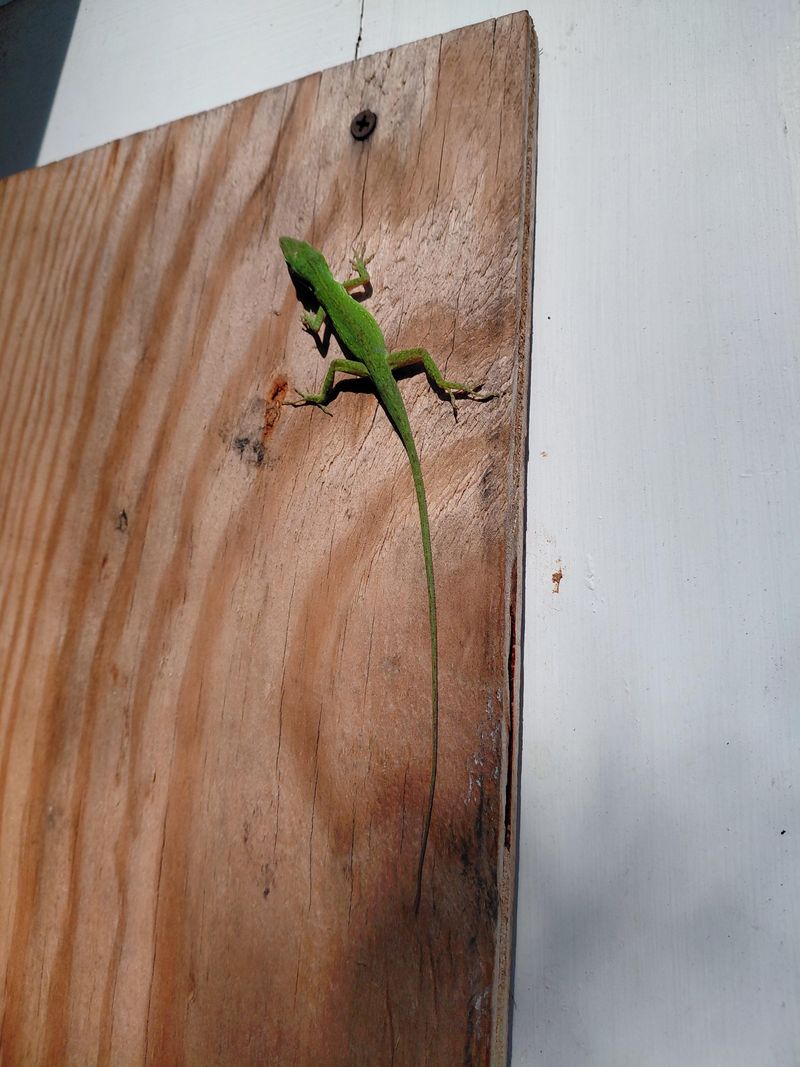 Tiny Hunters Start Patrolling The Patio Tiny Hunters Start Patrolling The Patio