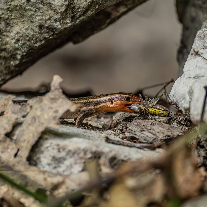 Tiny Insects Keep Them Hunting