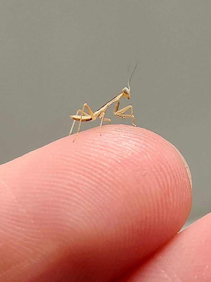 Tiny Mantises May Hatch In Late Spring Tiny Mantises May Hatch In Late Spring