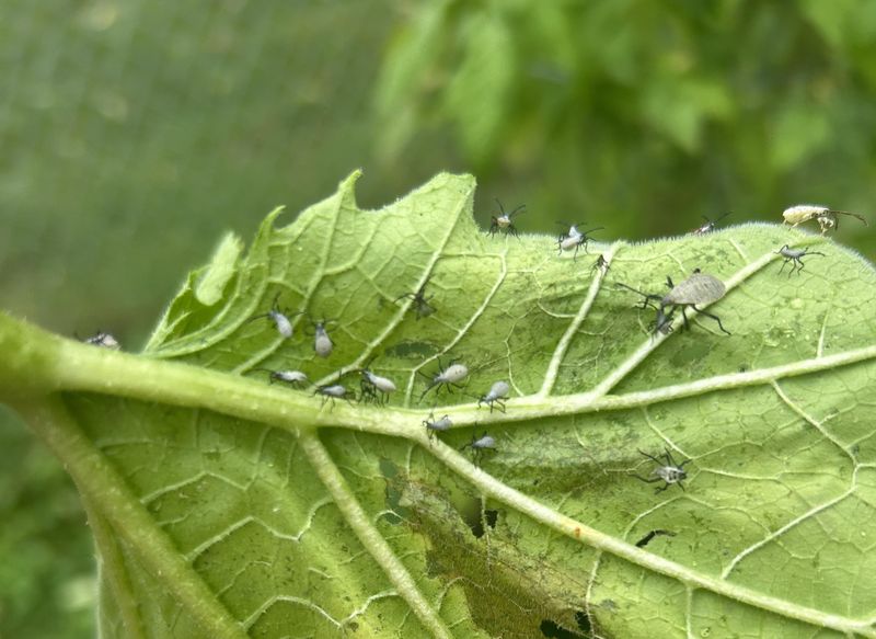 Tiny Nymphs Gather Near The Egg Site Tiny Nymphs Gather Near The Egg Site