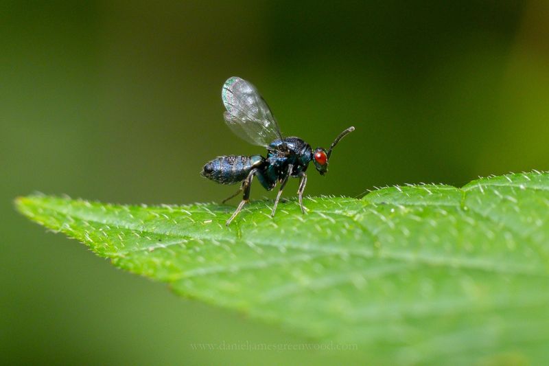 Tiny Parasitic Wasps