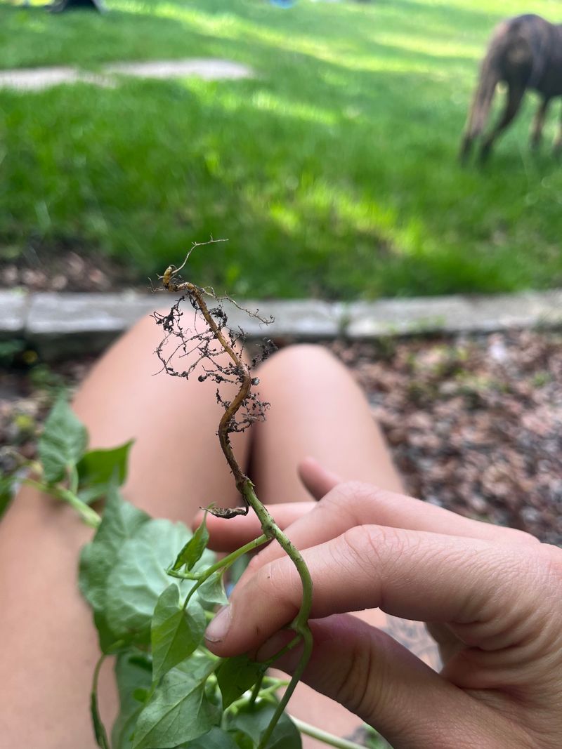 Tiny Root Pieces Can Resprout Tiny Root Pieces Can Resprout